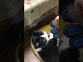 ★猫に手袋型ブラシやってみた★