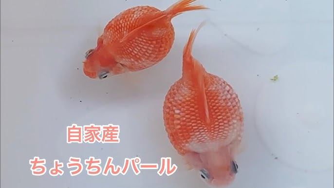 金魚 少し大きくなった 自家産パール 更紗和金 らんちゅう Youtube 金魚 少し大きくなった 自家産パール 更紗和金 らんちゅう Youtube