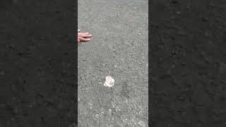 Dasar Kelakuan... Jilat Eskrim Tumpah