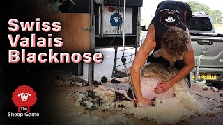 SHEARING THE WORLD'S CUTEST SHEEP  Swiss Valais Blacknose