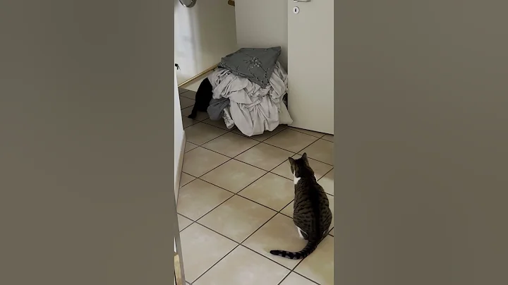 Watch the video about When the supervisor catches you playing.. #cat #cats #shiro #keera #meowed #funny #catvideos