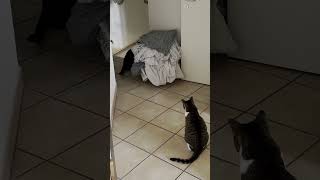 when the supervisor catches you playing.. #cat #cats #shiro #keera #meowed #funny #catvideos