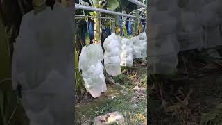 100x Efficiency! . Turning heavy banana hauling into a smooth gliding show