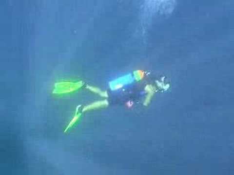Dive with rays in Costa Rica - YouTube