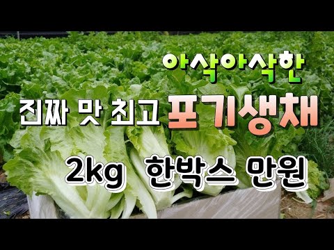 포기생채  한박스 10,000원 (택포함)  아삭아삭한  최고의 맛