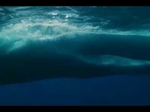 The Blue Whales in The Blue Planet