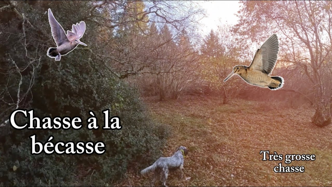 CHASSE à la BÉCASSE de SUPERBES MOMENTS! 🤩