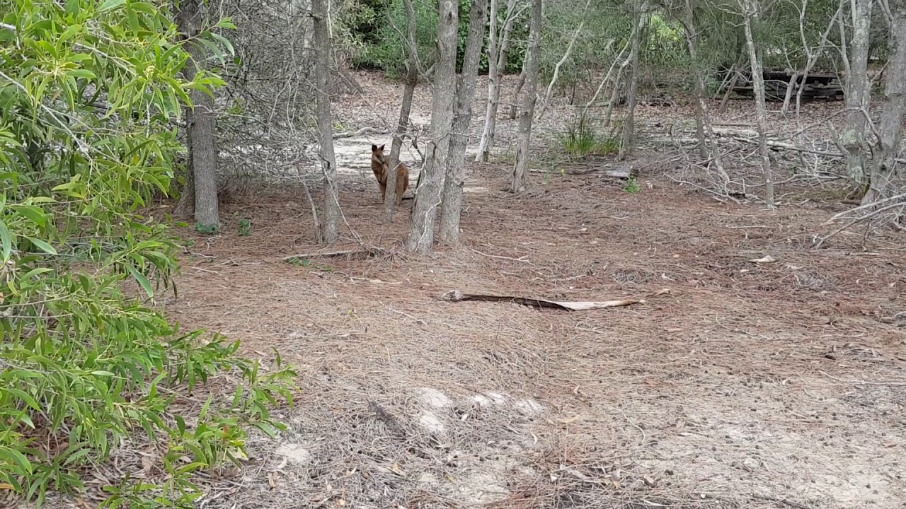 Swamp golden wallaby(1)