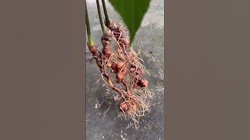 3 củ sâm rừng ngon 270 gam mời các bác tẩm bổ Zalo 0377965679 e Nguyệt nhé