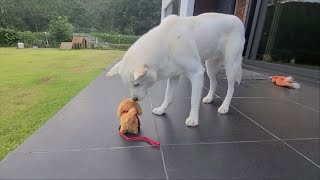 움직이는 강아지 장난감에 대한 풍산개의 요상한 반응 Poongsan Dog's Strange Response to Moving Dog Toys
