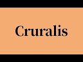 Cruralis Pronunciation and Meaning