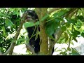 Oso Andino Spectacled bear (Tremarctus ornatus) - ositos en un arbol