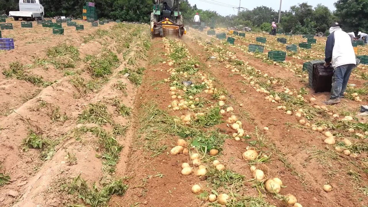 Root Crop Harvester YouTube