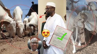 bonne nouvelle Gouvernement du Senegal annoncé prix des moutons Tabaski..😍