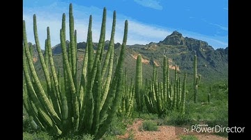 الليلة الرابعة عشرة (سورة الكهف-مريم) من صلاة التراويح للقارئ داود مسجد عقبة ابن نافع حي الشاطئ
