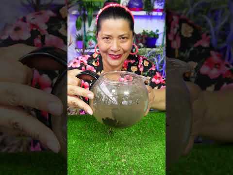 Abono para que tu cactus florecezcan todo el año