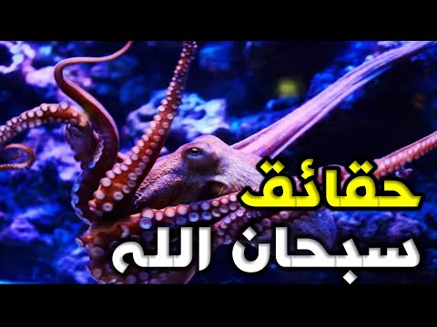 فيديو: لماذا دم الأخطبوط أزرق؟