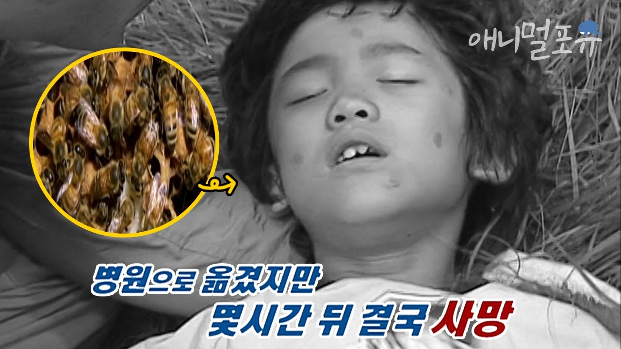 시청자 요청🚛 갑자기 나타나 목숨을 빼앗는 무시무시한 말벌 떼??ㅣKBS 위기탈출 넘버원 090914 방송