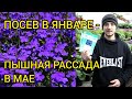 ЛОБЕЛИЯ - Выращивание, уход.