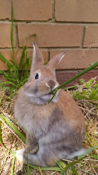 HAPPY DAY #bunny #rabbit #KELNCI