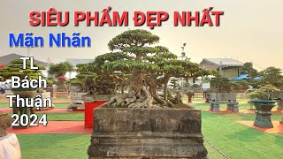 CHIÊM NGƯỠNG ĐÃ MẮT hàng loạt SIÊU PHẨM tại TL BÁCH THUẬN - VŨ THƯ - THÁI BÌNH 2024 .