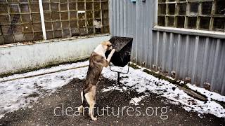 The Dogs of Chernobyl  Abandoned In The Zone