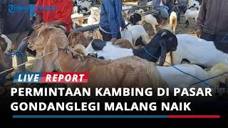 Jelang Idul Adha 2026, Permintaan Kambing di Pasar Gondanglegi Malang Naik 40 Persen