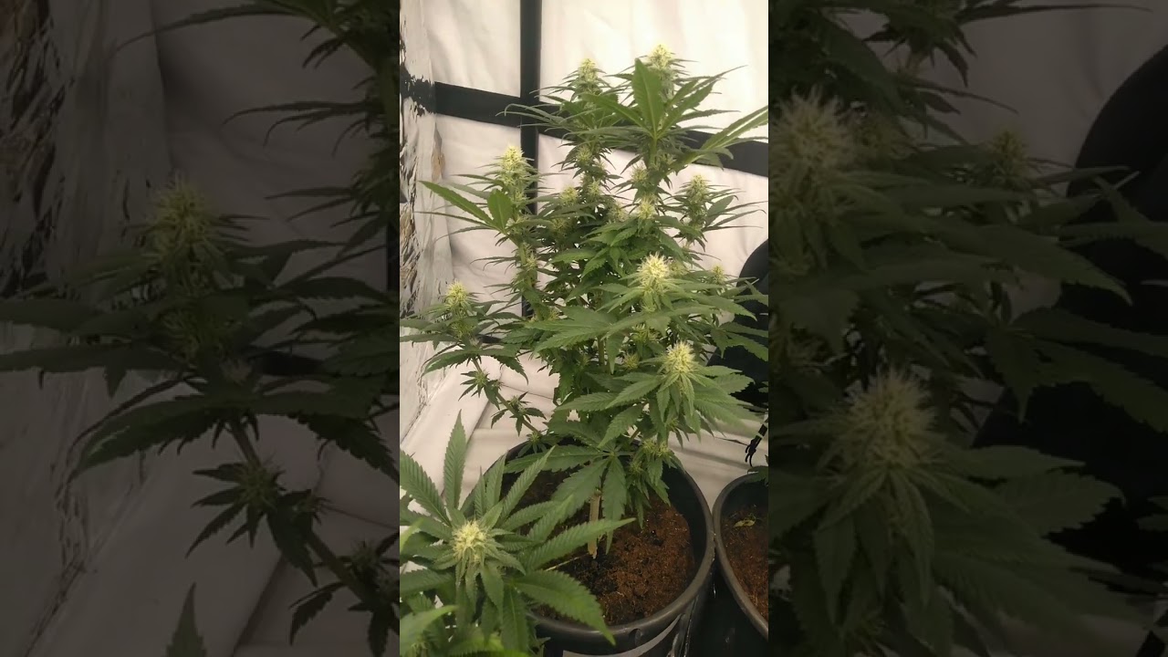 Blue Sunset Sherbet 🔥 BARNEY'S