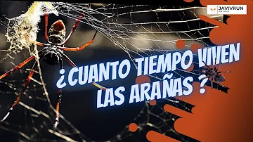 ¿Cuánto vive una araña?