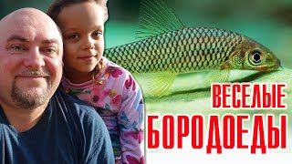 Весёлые аквариумные рыбки #Бородоеды!