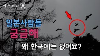 왜 한국에는 까마귀가 없을까요? / 한국여행 와본 일본 사람들의 질문