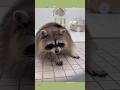 #animals #cute #animal #pets #racoon #shorts #short #shortvideo #shortsvideo #funny #fun #subscribe