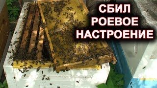 Удалось сбить роевое настроение у пчёл.