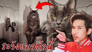 ระวังแมวนั่งท่านี้ Alan Jones'cat | Mafung Story EP225