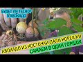 Авокадо из косточки. Сажаем много Авокадо уже с корнями в один горшок. Тесно? Что получится?