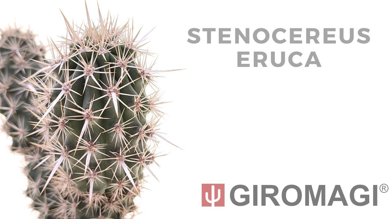Stenocereus eruca - Giromagi Cactus and Succulents