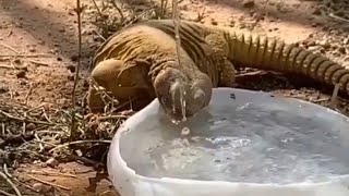 مشهد نادر  للضب وهو يشرب الماء