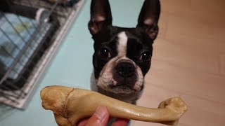 犬に骨って、絵に描いたよう Picturesque dog