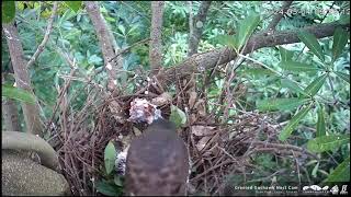 Crested Goshawk Daan Park- Krogulce czubate-Cudu nie było! Pisklę # 2🐥nie żyje  RIP😭😭😭🌈04/05/2024