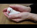 白文鳥 マロ ＃39 就寝前のお手入れ 20200208