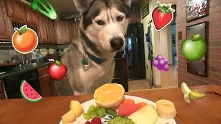 Gohan The Husky Trying Fruits & Vegetables! WILL HE EAT IT?!
