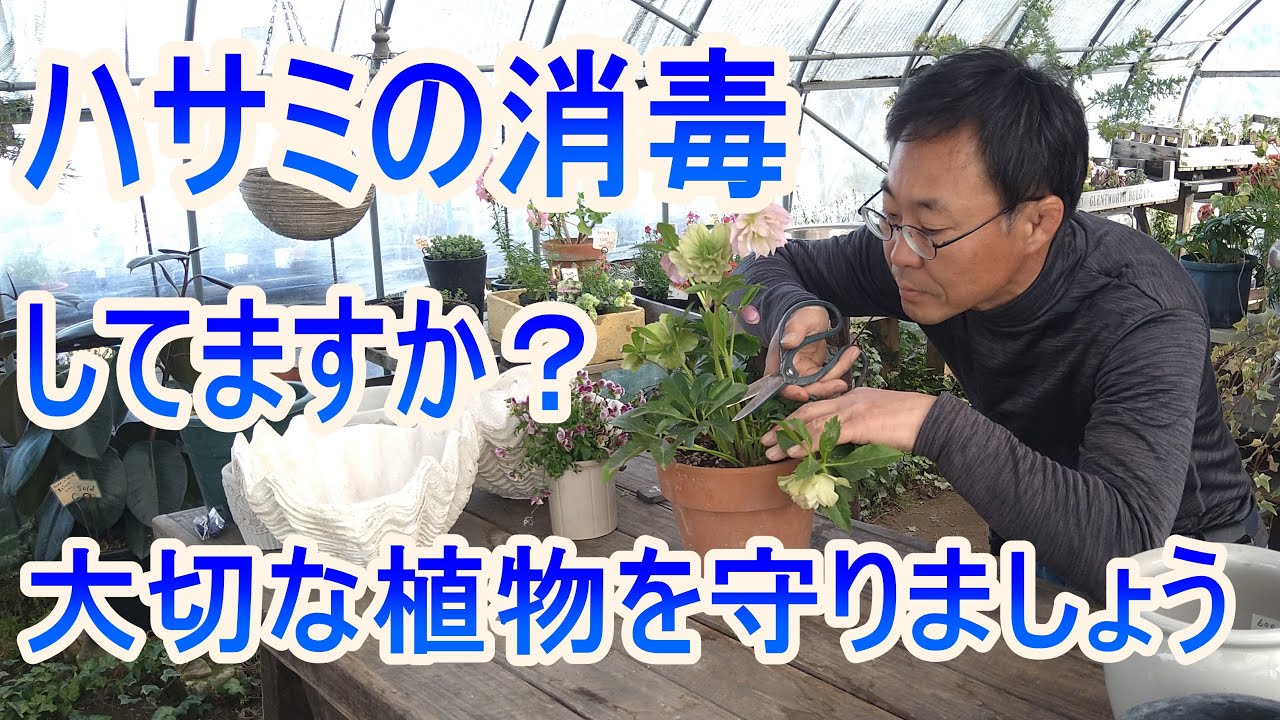 ガーデニング ハサミの消毒 植物を愛するプロガーデナーが行っているハサミの消毒とお手入れ方法 Youtube