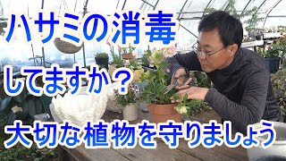 [ガーデニング] ハサミの消毒「植物を愛するプロガーデナーが行っているハサミの消毒とお手入れ方法」