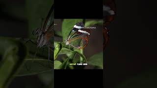 Download Lagu Kupu-Kupu Ini Tembus Pandang: Kupu-Kupu Sayap Kaca atau Kupu-Kupu Glasswing yang Menakjubkan MP3