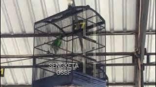 Aksi Cucak Hijau SENGKETA Hyper Kejer Kejer Satu Titik