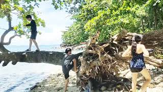 The tree in the middle of Lahong Beach in Sto Nino Samar  ♥️😍