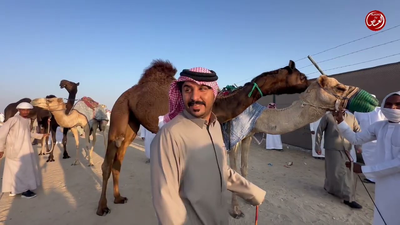 مزاينة مدينة زايد اليوم الثالث دخول الحقايق مجاهيم والمحليات الاصائل