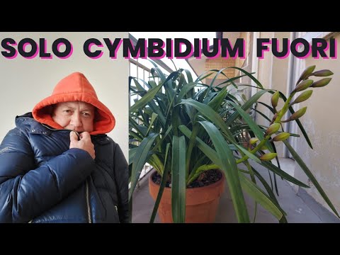 Video: A janë orkide cymbidium tolerante ndaj ngricave?