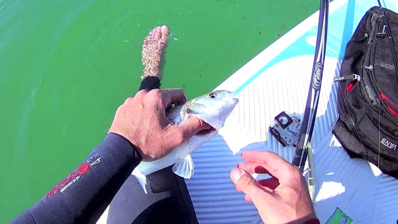 Pêche au bar sur la côte Basque.
