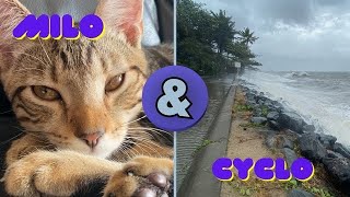 Milo & Cyclo;) Австралія українською. Хвилинка з тропічним циклоном і пофігістичним котом. #cat